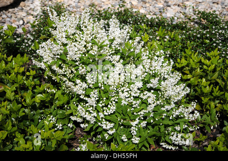 Deutzia Banque D'Images