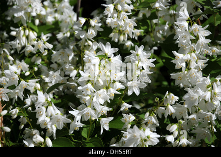 Deutzia Banque D'Images