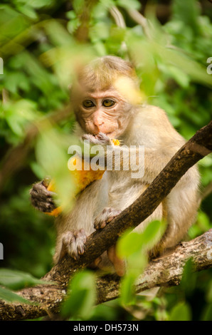 Toque macaque monkey à Dambulla, Sri Lanka Banque D'Images