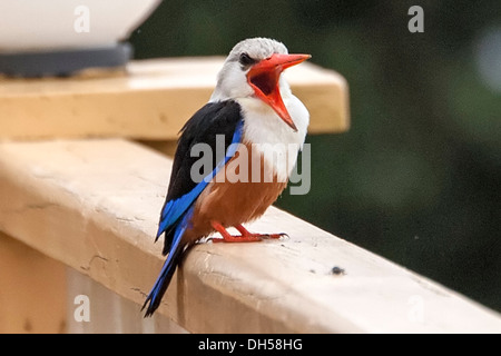 Kingfisher à tête grise, halcyon leucocephala, oiseau national, île de Santiago, Cap-Vert Banque D'Images