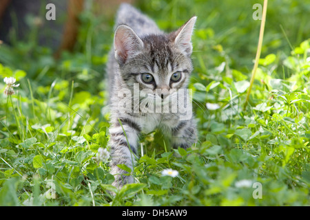 Chaton dans l'herbe haute Banque D'Images