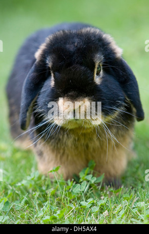 Netherland Dwarf, race de lapin noir, tan Banque D'Images