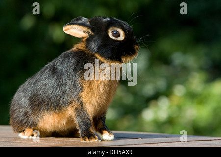 Netherland Dwarf, race de lapin noir, tan Banque D'Images