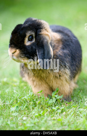 Netherland Dwarf, race de lapin noir, tan Banque D'Images