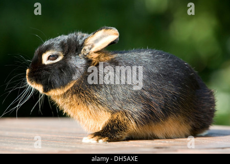 Netherland Dwarf, race de lapin noir, tan Banque D'Images