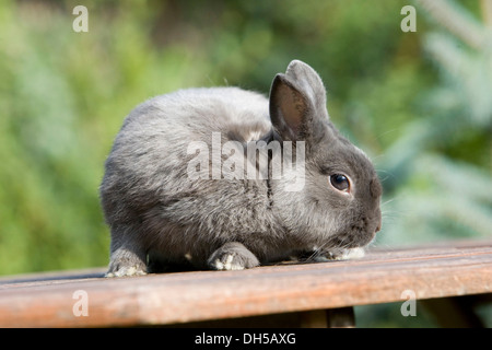 Netherland Dwarf, race de lapin Banque D'Images