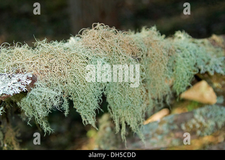 Vert / Bleu lichen poussant sur l'arbre de la direction générale de la forêt d'état de Nowendoc en NSW Australie Banque D'Images