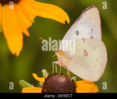 Assombri papillon qui se nourrit d'une Black-Eyed Susan flower Banque D'Images