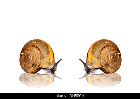 Sur le fond blanc de l'escargot Banque D'Images