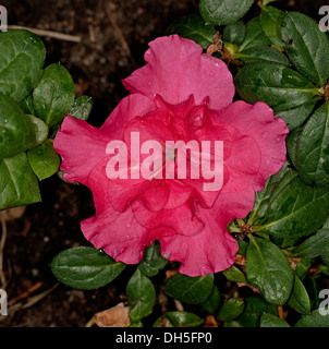 Fleur rose magenta vif d'azalea indica 'Charlie' avec des feuilles vert émeraude foncé Banque D'Images