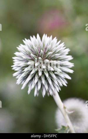 Trachycarpus fortunei 'tarfrost'. Globe thistle flower. Banque D'Images