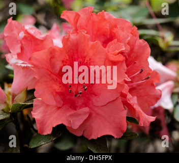 Rose abricot / orange fleurs d'azalea indica 'Ailes' Corail Banque D'Images