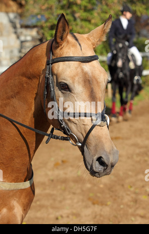 Akhal-teke Golden Horse portrait Banque D'Images