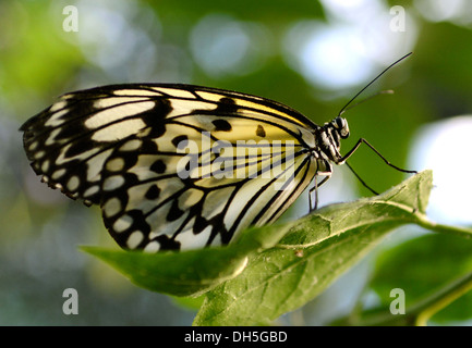 Un cerf-volant de papier sur une feuille au repos papillon Banque D'Images