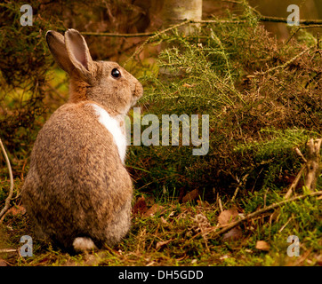 Un lapin de Lake District en fin d'après-midi Banque D'Images