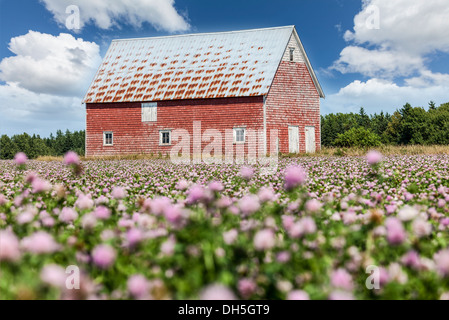 Domaine de trèfle et une vieille grange rouge dans les régions rurales de l'Île du Prince-Édouard, Canada. Banque D'Images