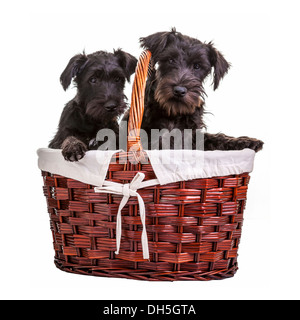 Chiots Schnauzer noir miniature posant dans un panier sur un fond blanc Banque D'Images