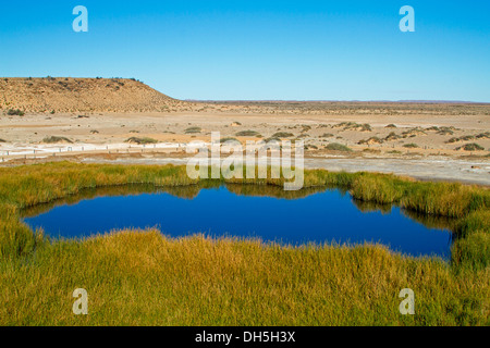 Paysage avec des eaux bleues et des anches de Blanche Tasse mound printemps, oasis dans les plaines près de l'Oodnadatta track outback Australie du Sud Banque D'Images