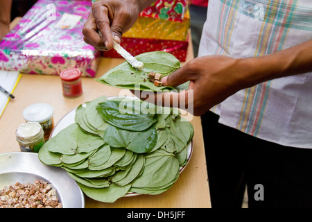 Mettre l'homme, de l'hydroxyde de calcium, de chaux hydratée, sur de feuilles de bétel (Piper betle), de noix de bétel, Dhaka, Bangladesh Banque D'Images