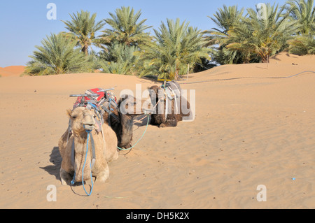 Des dromadaires (Camelus dromedarius), trekking désert, Erg Chebbi, Maroc, Afrique Banque D'Images