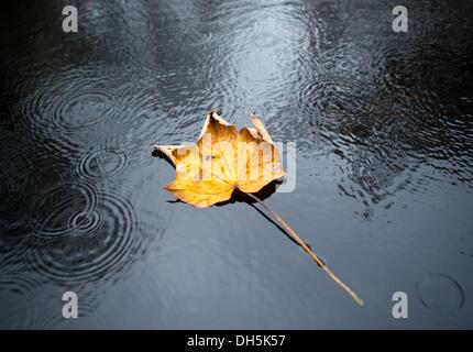 Straupitz, Allemagne. 28 Oct, 2013. Une feuille de chêne d'automne flotte dans un flux dans le Spreewald près de Straupitz, Allemagne, 28 octobre 2013. Photo : PATRICK PLEUL/dpa/Alamy Live News Banque D'Images