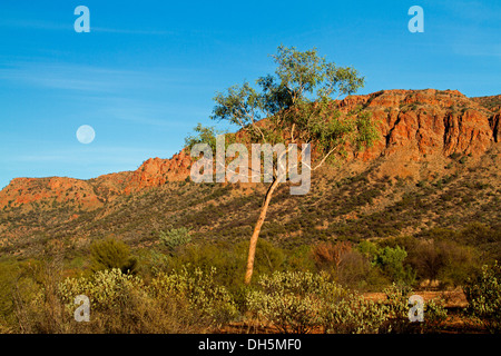 Vue spectaculaire de l'outback australien à l'aube du paysage - pleine lune, falaises abruptes, arbre solitaire à Finke Gorge National Park Banque D'Images