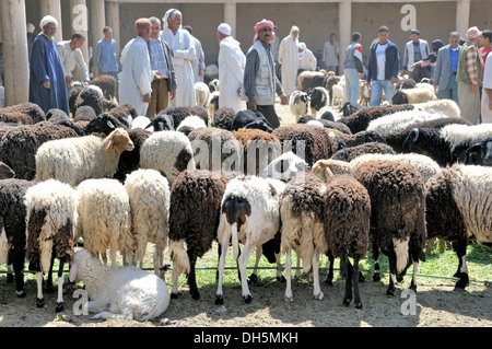 Moutons dans le marché à Marrakech, Maroc, Afrique, PublicGround Banque D'Images