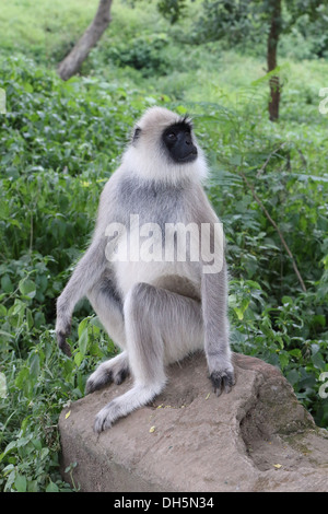 Langurs gris indien ou langurs Hanuman Banque D'Images