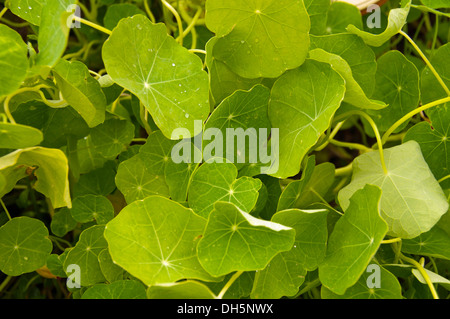 Capucine, Indian Cress ou moines Cress(Tropaeolum majus) Banque D'Images