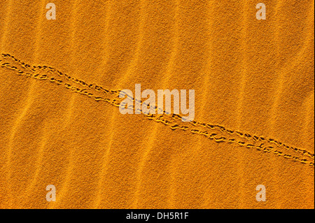 Les voies d'un scarabée dans les dunes de sable de l'Erg Chebbi, désert du Sahara, le Maroc, l'Afrique Banque D'Images