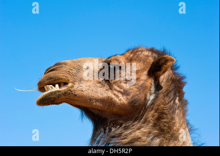 Brown Dromadaire ou chameau d'Arabie (Camelus dromedarius), portrait, l'Erg Chebbi, dans le sud du Maroc, Maroc, Afrique Banque D'Images