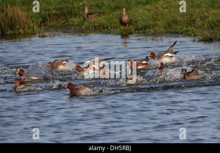 Groupe d'esperons eurasiens (Mareca penelope) débarquant dans l'eau Banque D'Images