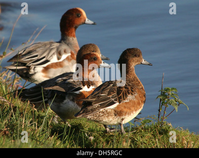 Gros plan d'un groupe de wigeons eurasiens (Marreca penelope) au bord de l'eau Banque D'Images