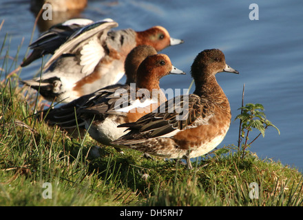 Gros plan d'un groupe de wigeons eurasiens (Marreca penelope) au bord de l'eau Banque D'Images