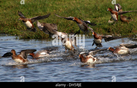 Groupe d'esperons eurasiens (Mareca penelope) débarquant dans l'eau Banque D'Images