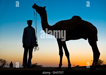Silhouette d'un homme qui tient les rênes de son chameau, chameau de Pushkar Fair, Pushkar, Rajasthan, India Banque D'Images