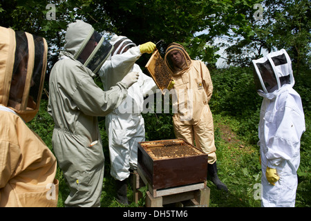 Cours d'apiculture inspection d'une ruche d'abeilles européennes Honey's dans le Kent Country Side Banque D'Images