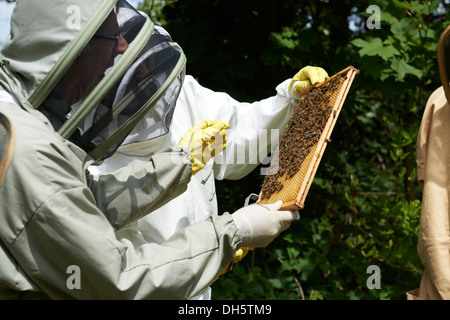 Cours d'apiculture inspection d'une ruche d'abeilles européennes Honey's dans le Kent Country Side Banque D'Images