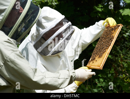 Cours d'apiculture inspection d'une ruche d'abeilles européennes Honey's dans le Kent Country Side Banque D'Images