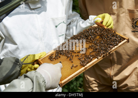 Cours d'apiculture inspection d'une ruche d'abeilles européennes Honey's dans le Kent Country Side Banque D'Images