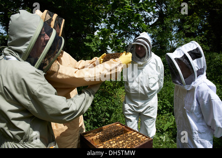 Cours d'apiculture inspection d'une ruche d'abeilles européennes Honey's dans le Kent Country Side Banque D'Images