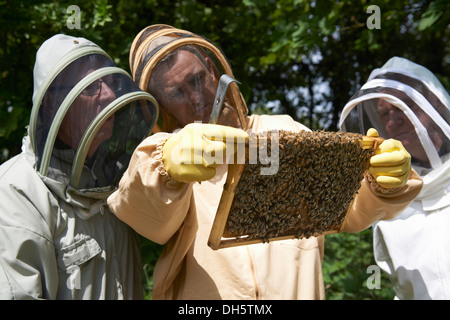 Cours d'apiculture inspection d'une ruche d'abeilles européennes Honey's dans le Kent Country Side Banque D'Images