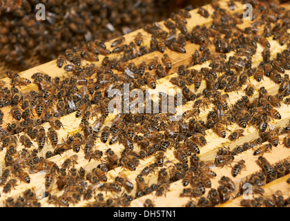 Bee's sur le dessus des cadres dans une ruche d'abeille européenne Banque D'Images