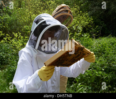 Cours d'apiculture inspection d'une ruche d'abeilles européennes Honey's dans le Kent Country Side Banque D'Images