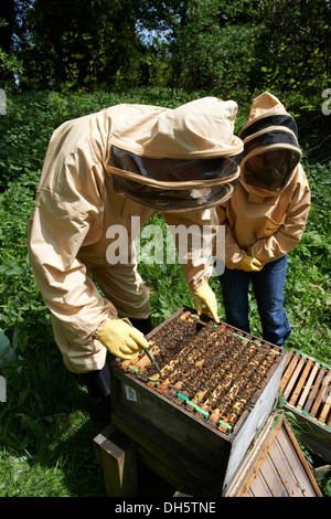 Cours d'apiculture inspection d'une ruche d'abeilles européennes Honey's dans le Kent Country Side Banque D'Images