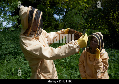 Cours d'apiculture inspection d'une ruche d'abeilles européennes Honey's dans le Kent Country Side Banque D'Images