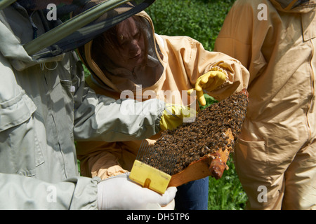 Cours d'apiculture inspection d'une ruche d'abeilles européennes Honey's dans le Kent Country Side Banque D'Images