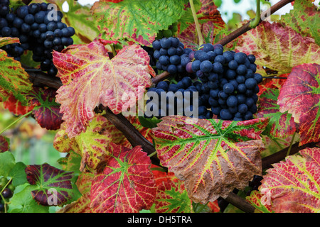 Vue rapprochée des raisins rouges entouré de feuilles colorées au vignoble Denbies, Dorking, Surrey en automne Banque D'Images