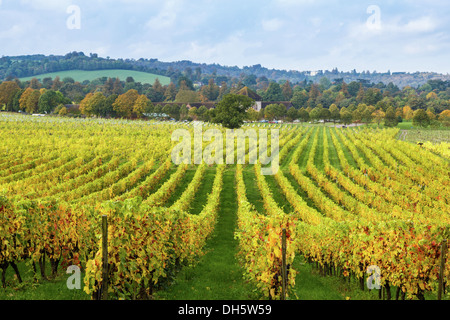 Vignoble Denbies, Dorking, Surrey en automne Banque D'Images