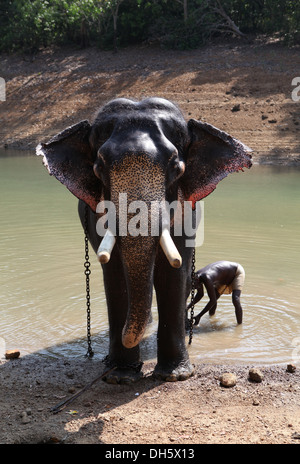 Mahout cleaning un éléphant d'Asie (Elephas maximus), Kappukadu,Centre de réadaptation d'éléphants en Inde. Banque D'Images